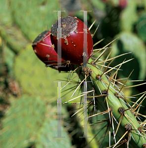 Picture of Opuntia ovata 