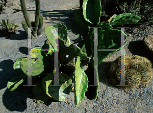 Picture of Opuntia quimilo 