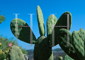 Picture of Opuntia tomentosa 