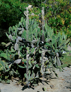 Picture of Opuntia tomentosa 