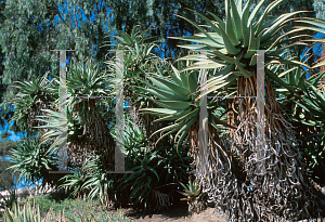 Picture of Aloe castanea 
