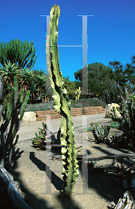 Picture of Euphorbia ingens 'Variegata'