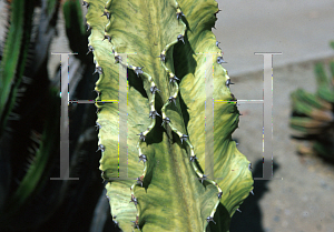 Picture of Euphorbia ingens 'Variegata'