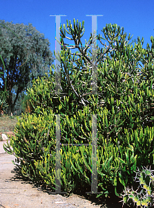 Picture of Euphorbia excelsa 