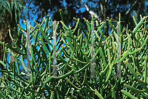 Picture of Euphorbia tirucalli 