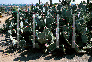 Picture of Opuntia macrocentra 