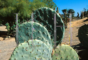 Picture of Opuntia macrocentra 