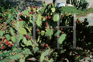 Picture of Opuntia ovata 