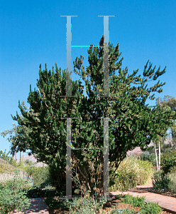 Picture of Myrtus communis 'Boetica'