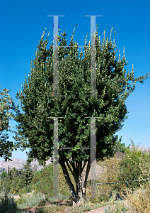 Picture of Laurus nobilis 