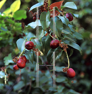 Picture of Prunus lyonii 