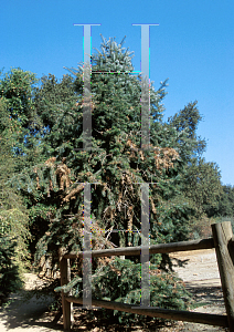 Picture of Abies bracteata 