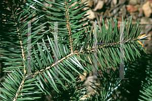 Picture of Abies bracteata 