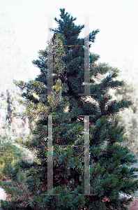 Picture of Pinus aristata x balfouriana 