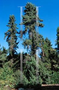 Picture of Pseudotsuga macrocarpa 