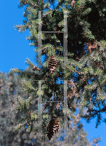 Picture of Pseudotsuga macrocarpa 