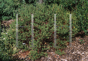 Picture of Arctostaphylos stanfordiana 