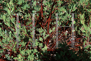 Picture of Arctostaphylos stanfordiana 