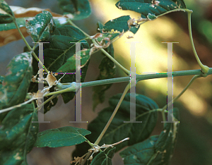 Picture of Acer negundo ssp. californicum 