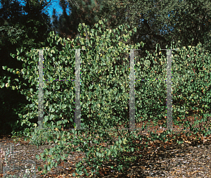 Picture of Cercis occidentalis 