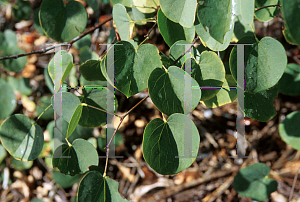 Picture of Cercis occidentalis 