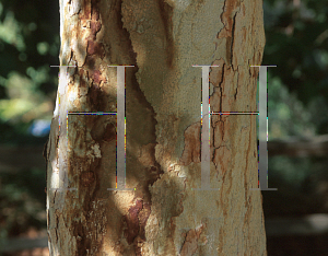 Picture of Platanus racemosa 