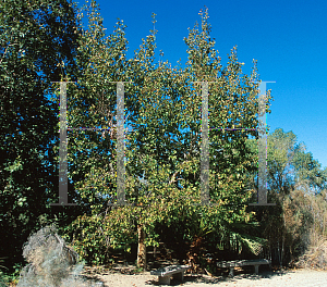 Picture of Platanus racemosa 