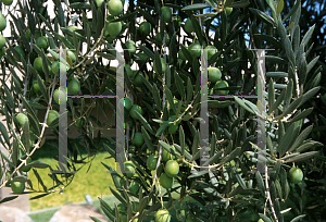 Picture of Olea europaea 