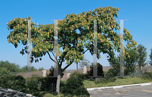 Picture of Albizia julibrissin 