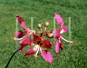 Picture of Ceiba speciosa 