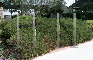 Picture of Arctostaphylos densiflora 'Howard McMinn'