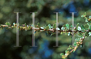 Picture of Ceanothus x 'Sierra Snow'