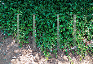 Picture of Arctostaphylos uva-ursi 'Microphylla'