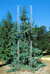 Picture of Sequoia sempervirens 'Filoli'