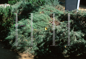 Picture of Artemisia californica 'Canyon Gray'