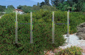 Picture of Arctostaphylos diversifolia 