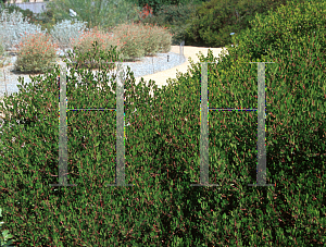 Picture of Arctostaphylos diversifolia 