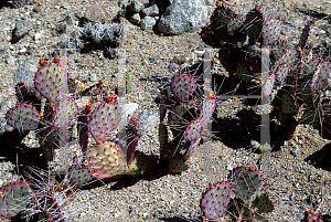 Picture of Opuntia macrocentra 