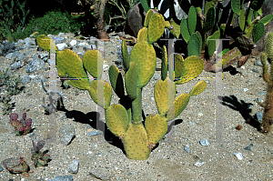 Picture of Opuntia phaeacantha var. discata 