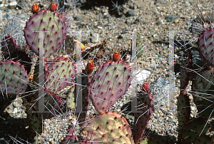 Picture of Opuntia macrocentra 