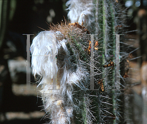 Picture of Oreocereus celsianus 