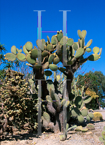 Picture of Opuntia erinacea 