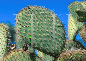 Picture of Opuntia erinacea 