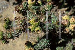 Picture of Opuntia fulgida 