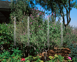 Picture of Leucophyllum frutescens 'Green Cloud'