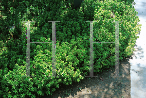 Picture of Sedum rubrotinctum 