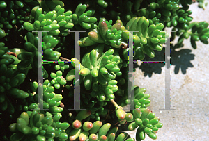 Picture of Sedum rubrotinctum 