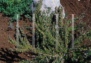 Picture of Rosmarinus officinalis 'Majorca Pink'