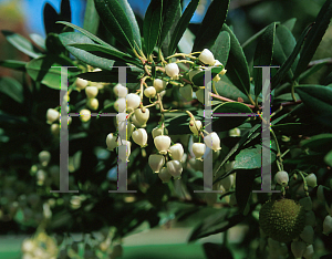 Picture of Arbutus unedo 