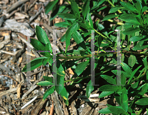 Picture of Myoporum pacifica 